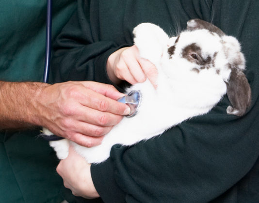 Malattie del coniglio 1468 0 Malattie del coniglio